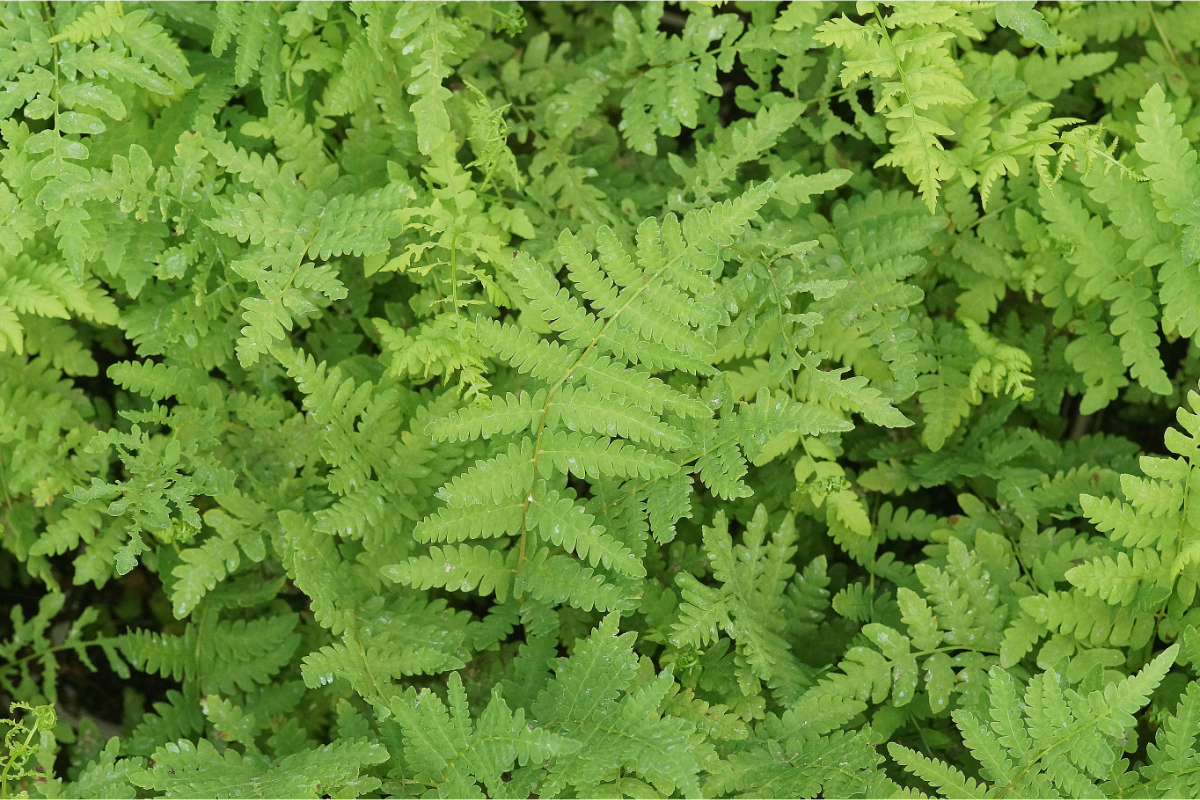 Thelypteris palustris - Sumpffarn
