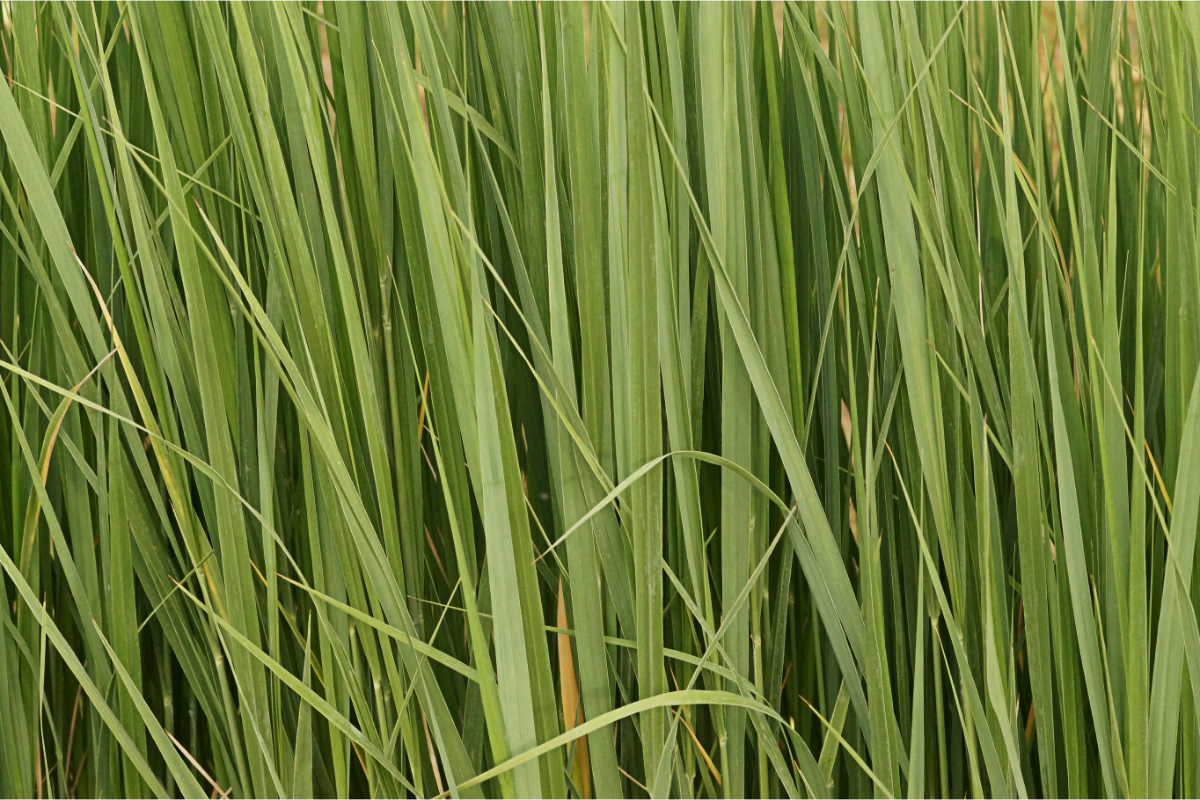 Panicum virgatum 'Northwind'