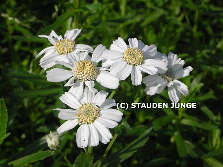 Achillea ptarmica