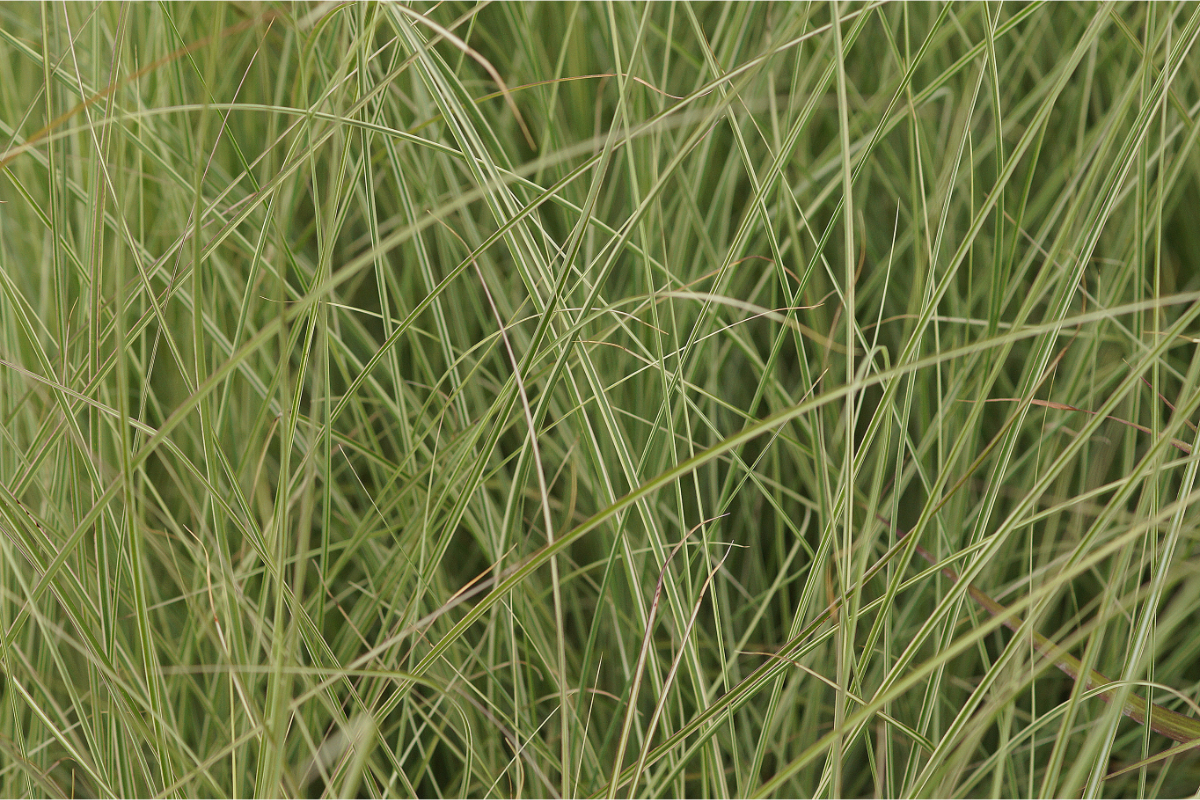 Miscanthus sinensis 'Morning Light' - Chinaschilf