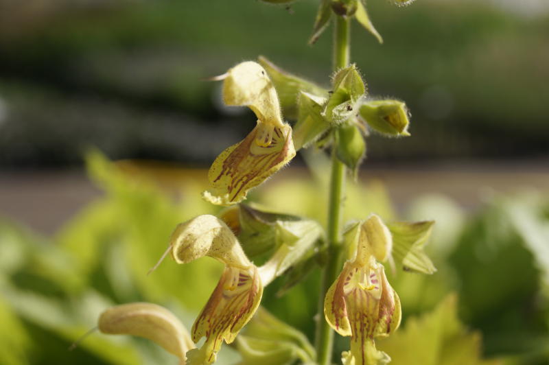 Salvia glutinosa - Klebriger Salbei