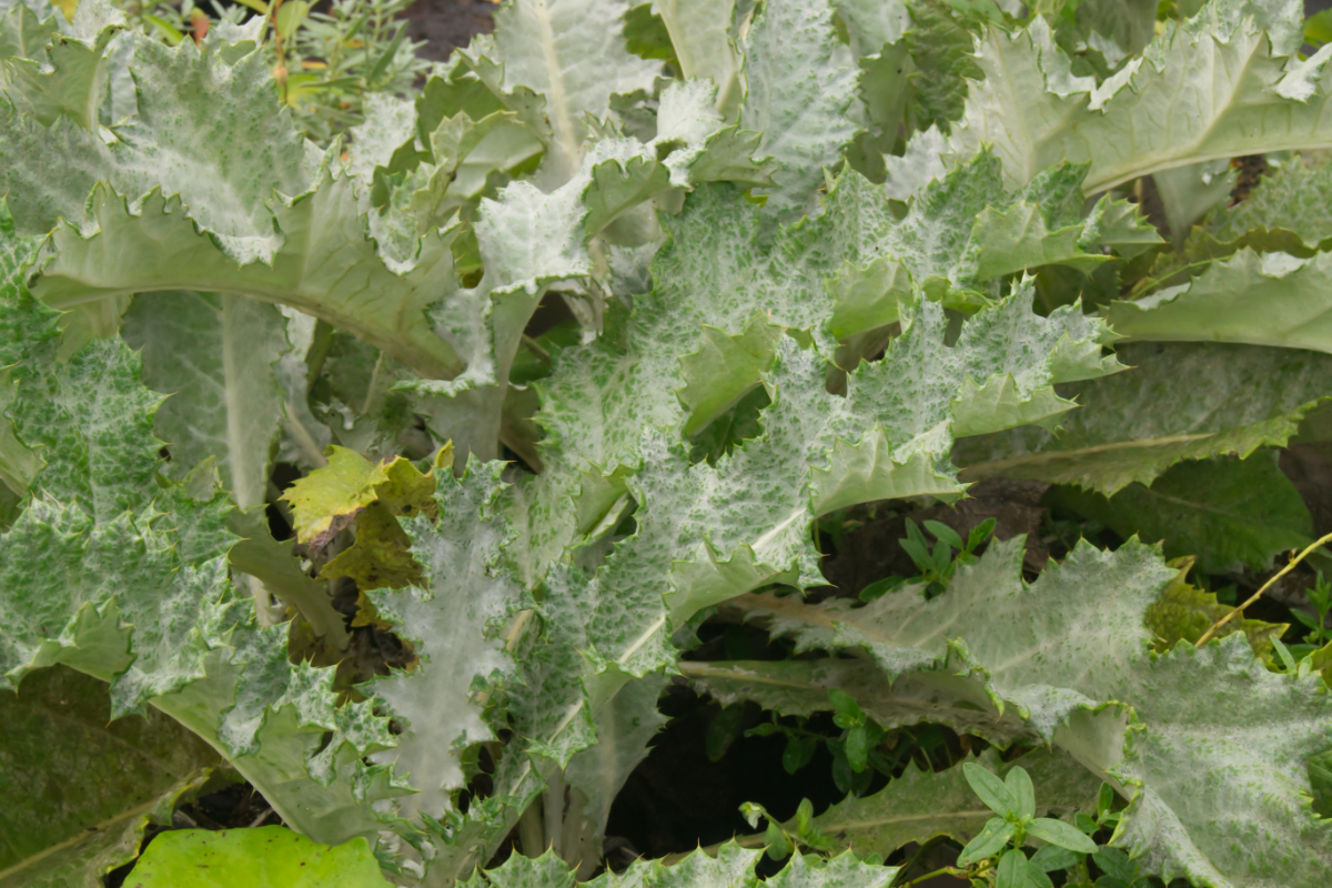 Onopordum acanthium - Eselsdistel