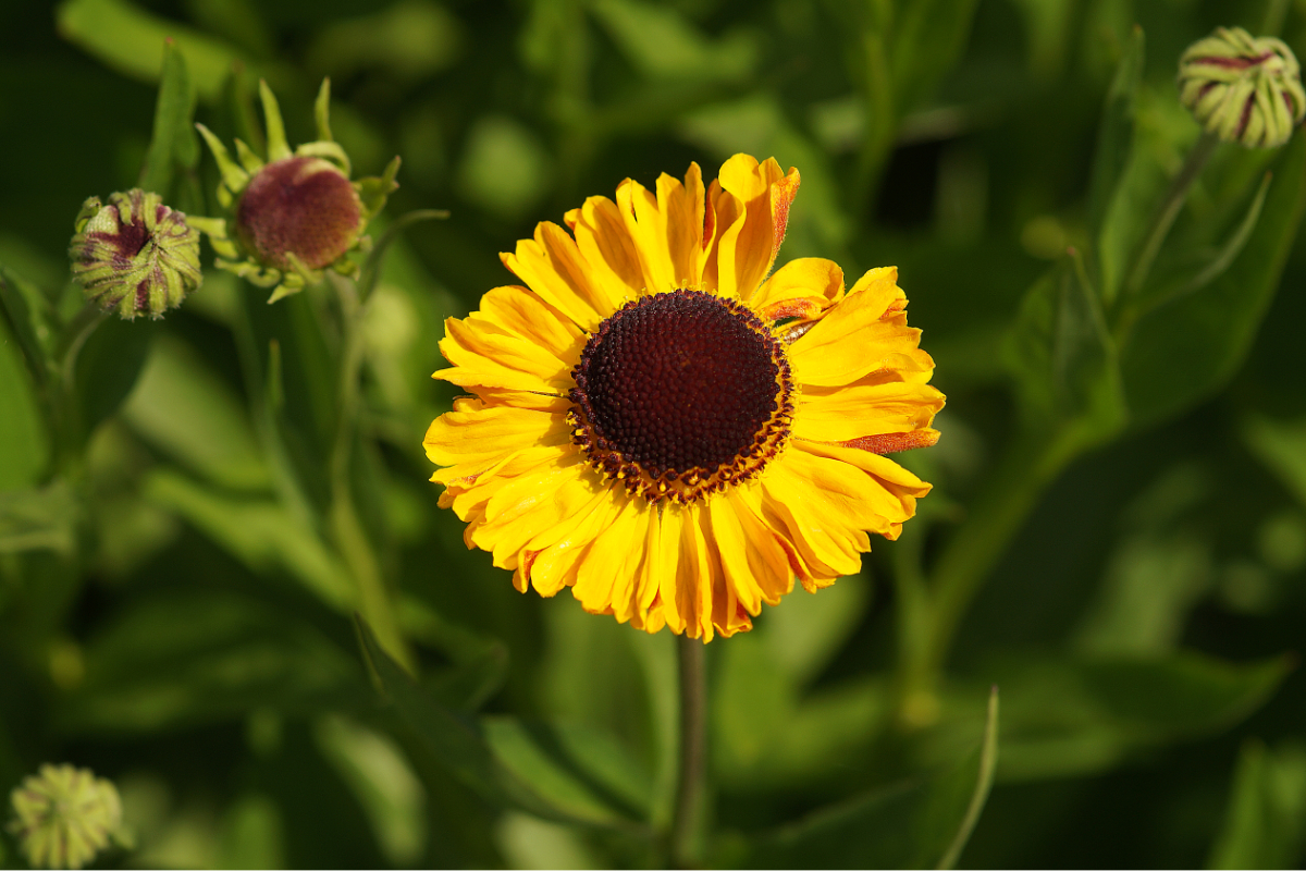 Helenium Hybride 'Wyndley' - Sonnenbraut
