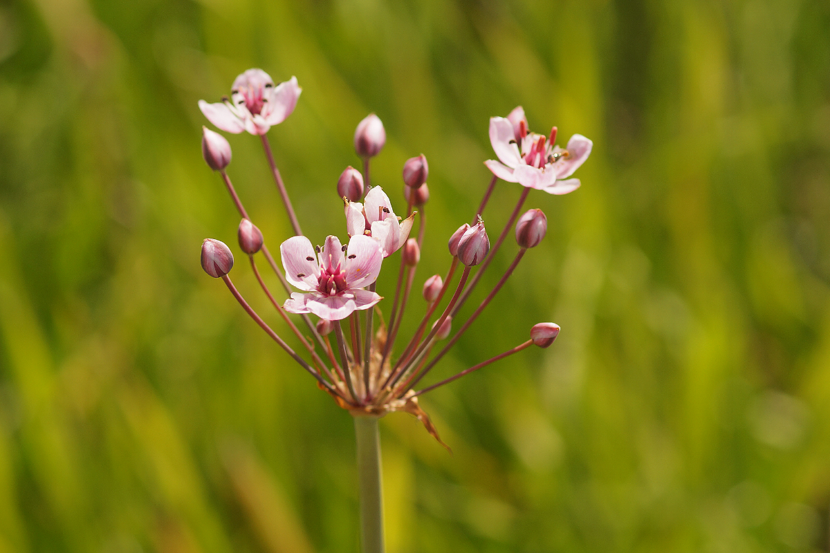 Butomus umbellatus - Blumenbinse, Schwanenblume