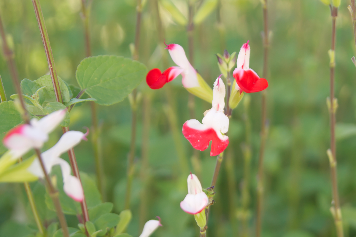 Salvia microphylla 'Hot Lips'