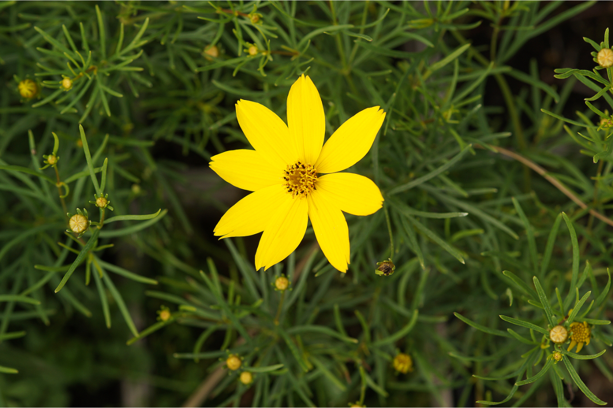 Coreopsis verticillata 'Zagreb'