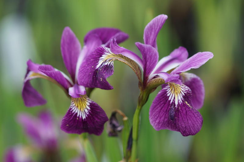 Iris versicolor 'Dark Orchid'