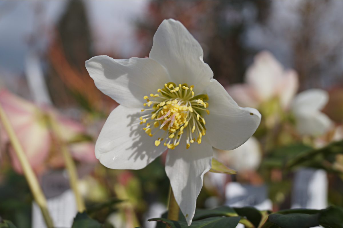 Helleborus niger - Christrose, Schneerose