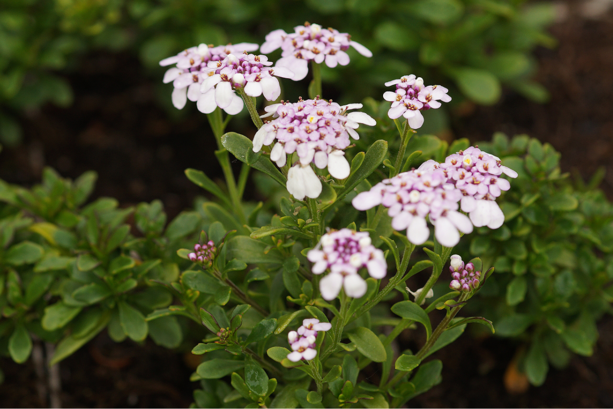 Iberis sempervirens 'Pink Ice'  (R) - Schleifenblume