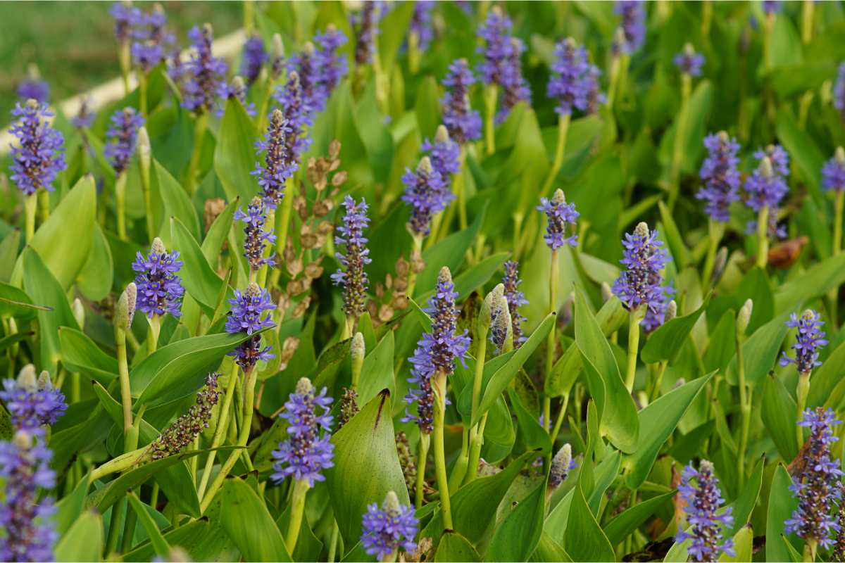 Pontederia cordata