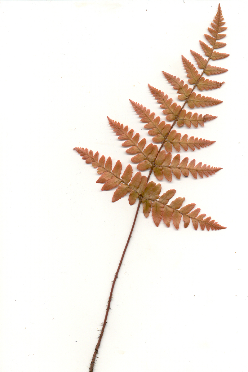 Dryopteris erythrosora gen.