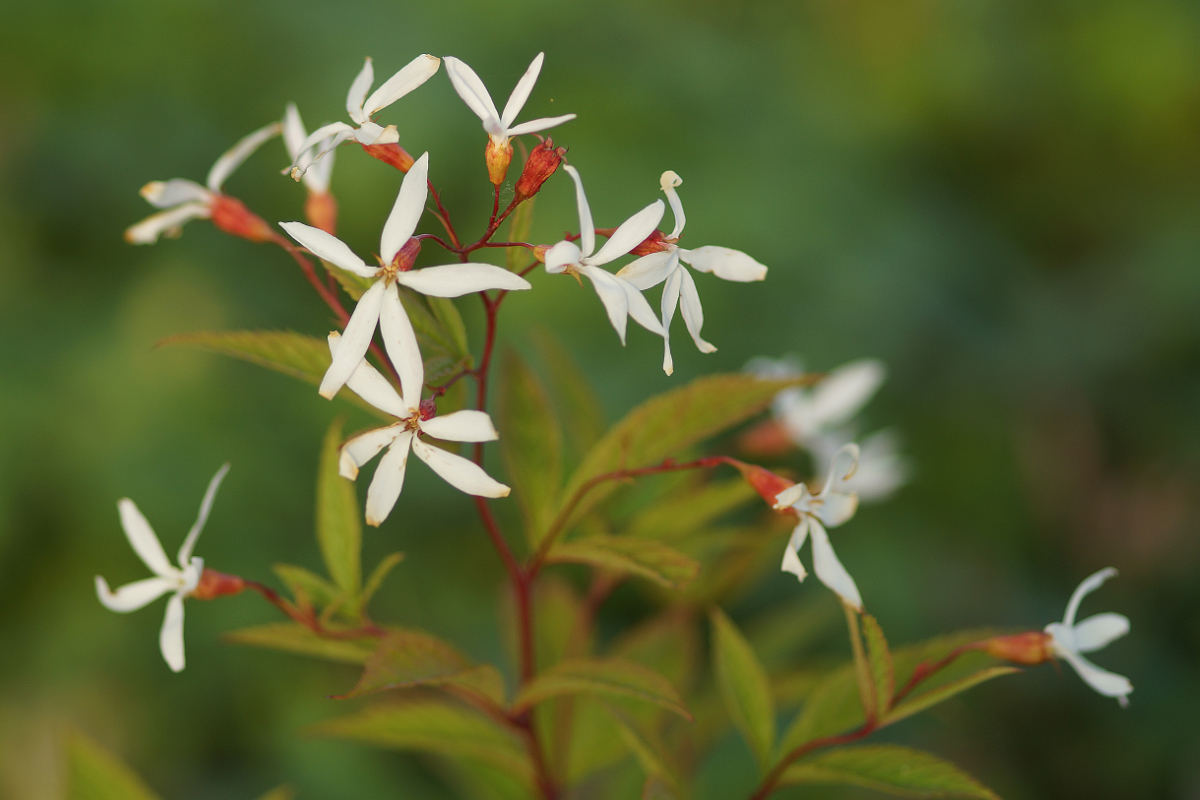 Gillenia trifoliata - Dreiblattspiere