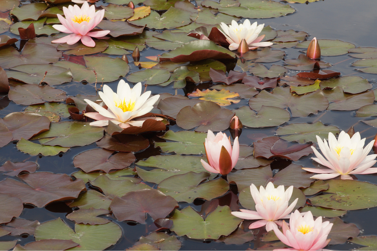 Nymphaea odorata 'Rosennymphe'