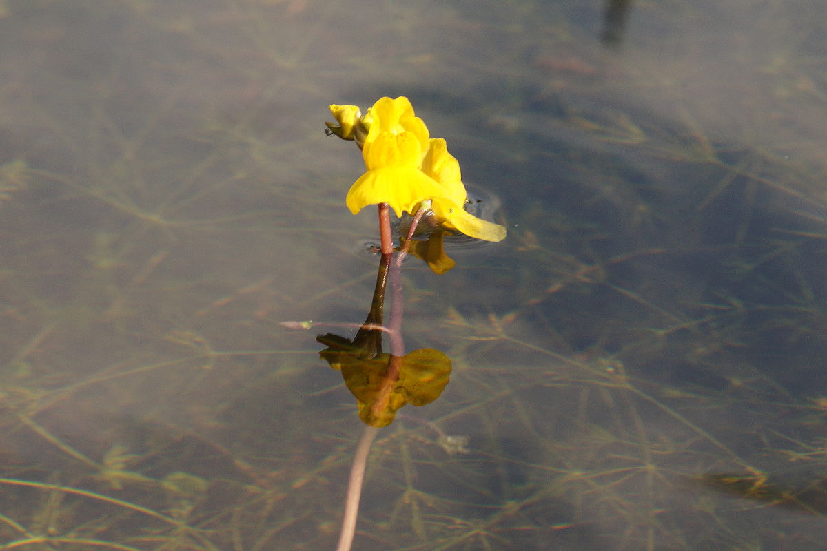 Utricularia vulgaris - Wasserschlauch