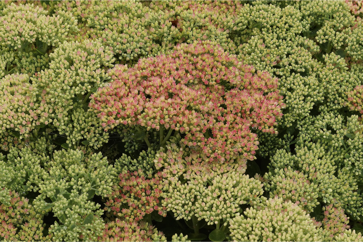 Sedum Telephium-Hybr. 'Herbstfreude' - Fetthenne