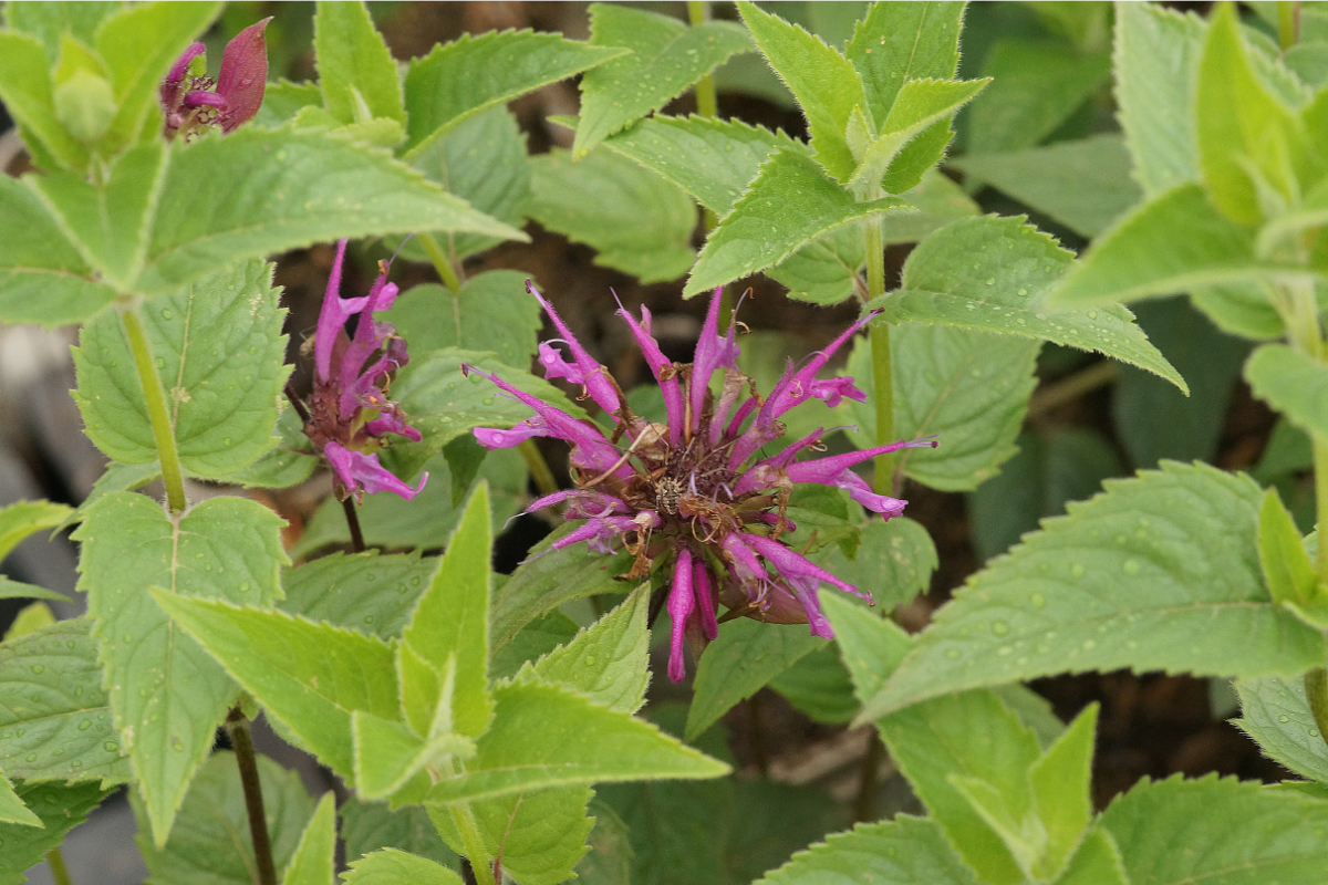 Monarda fistulosa var. menthifolia - Minzblättrige Indianernessel