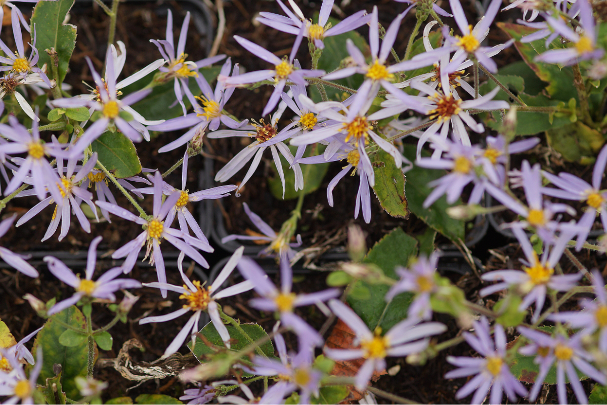 Aster macrophyllus 'Twilight' - Großblattaster
