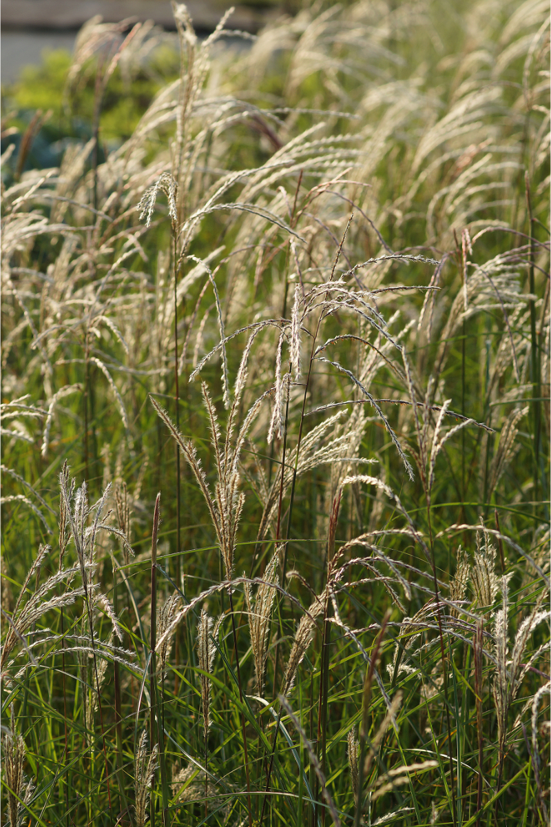Miscanthus sinensis 'Kleine Fontäne'
