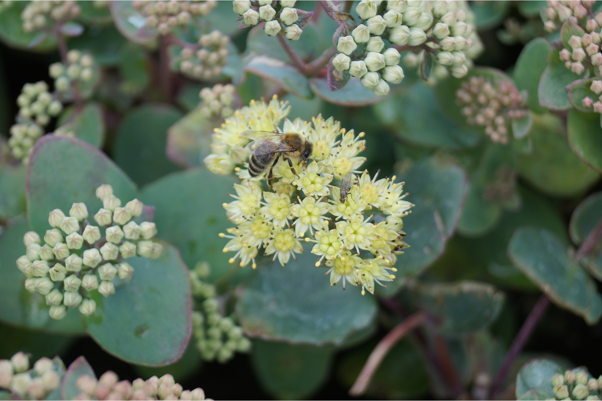 Sedum telephium ssp. ruprechtii
