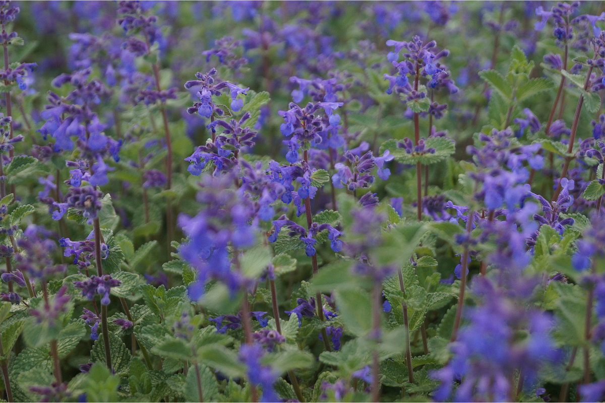 Nepeta x faassenii  - Katzenminze, Blauminze