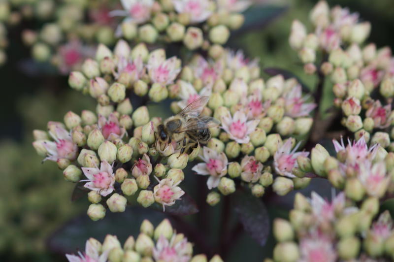Sedum Maximum-Hybr. 'Matrona'