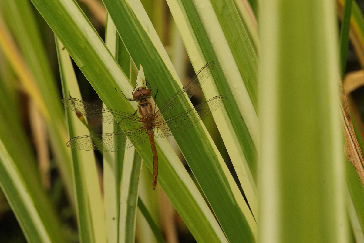 Acorus calamus 'Variegatus'