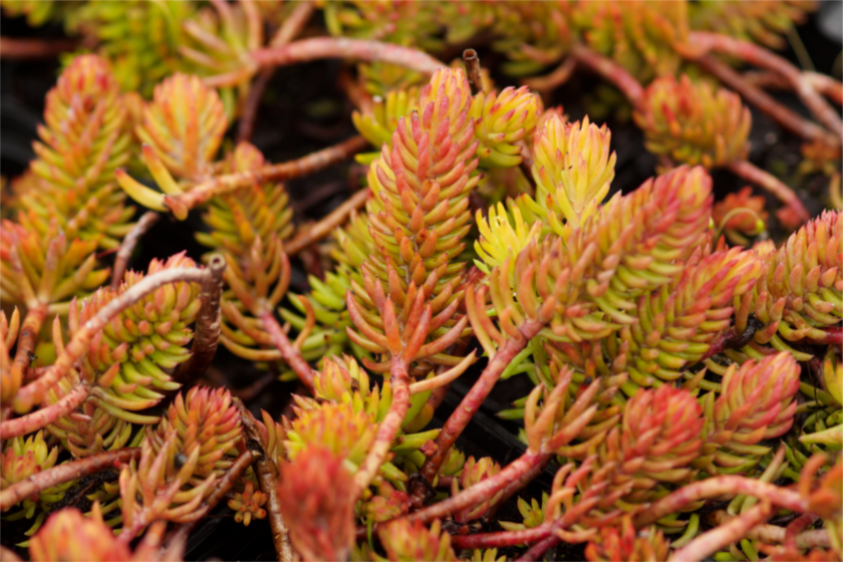 Sedum reflexum 'Angelina' - Tripmadam