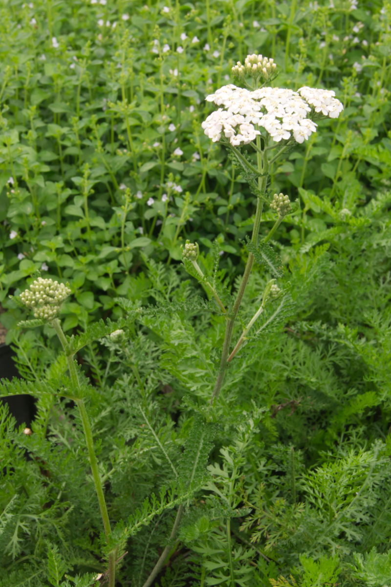 Achillea millefolium 'White Beauty'