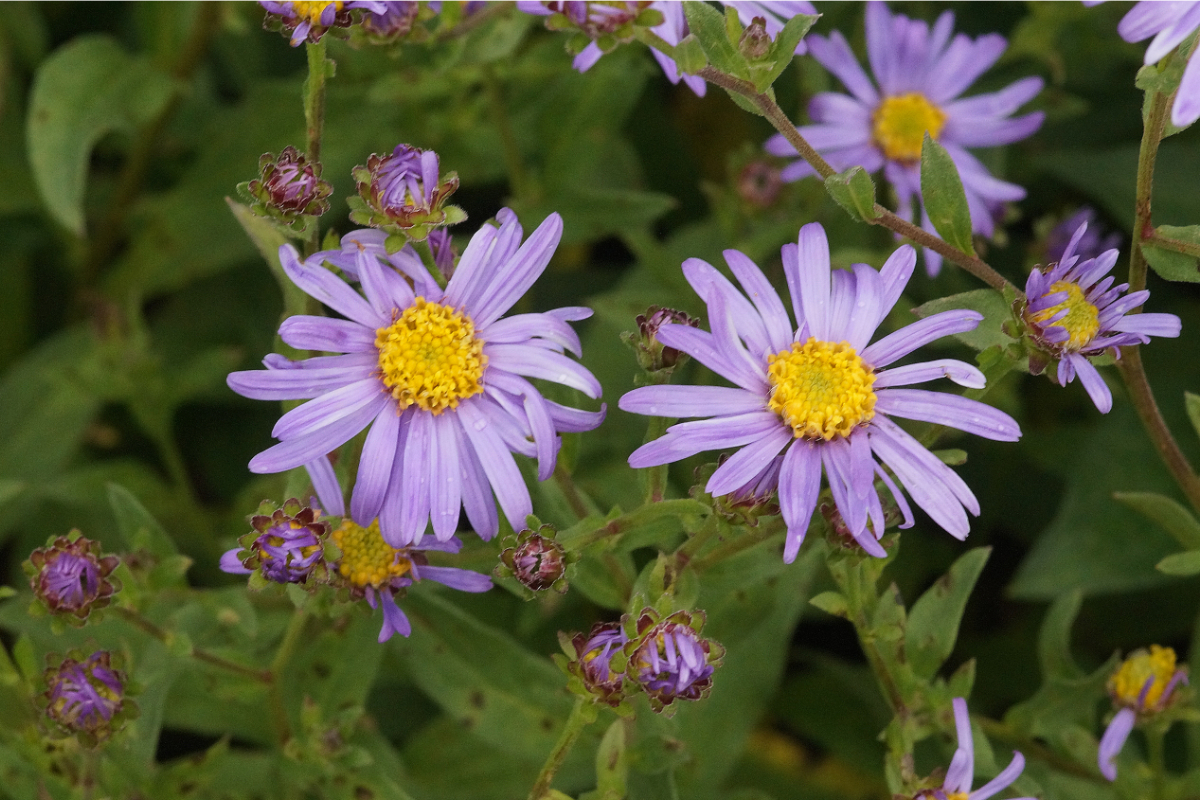 Aster amellus 'Dr. Otto Petscheck'