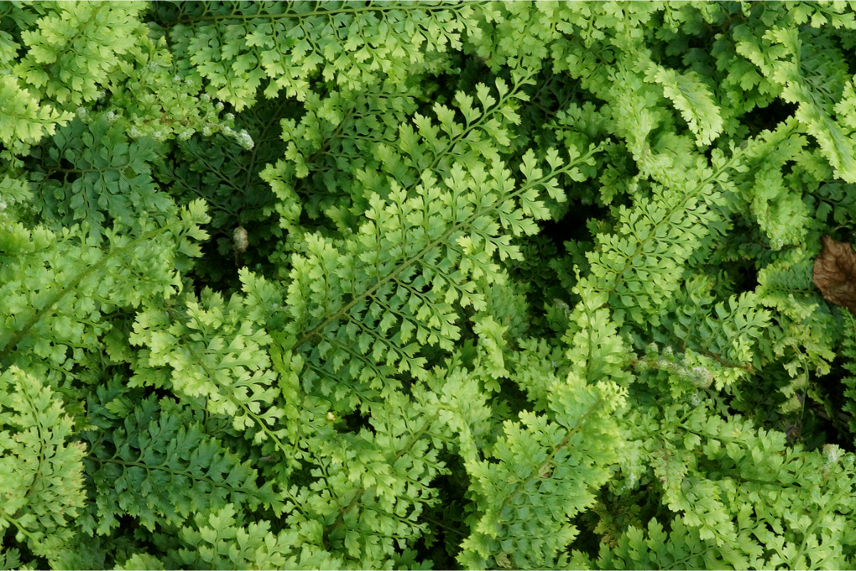 Polystichum setiferum 'Plumosum Densum' gen.