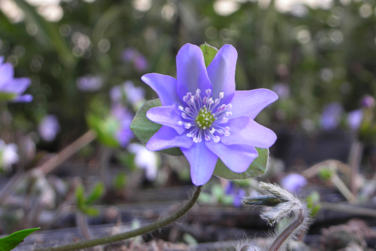 Hepatica nobilis - Leberblümchen