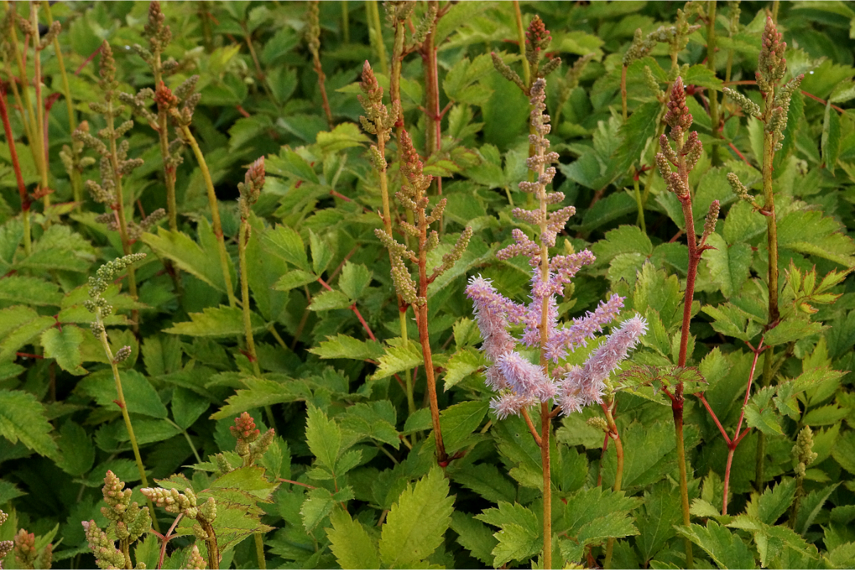 Astilbe chinensis var. pumila - Prachtspiere