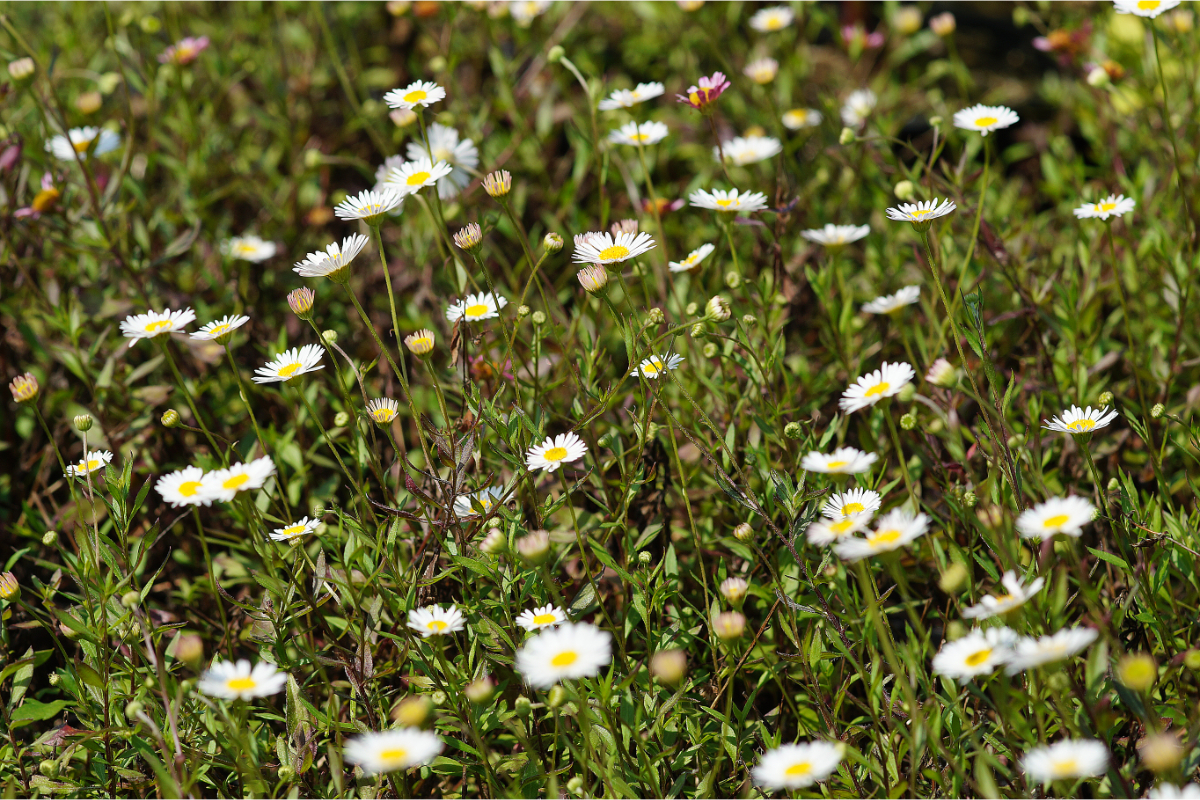 Erigeron karvinskianus 'Blütenmeer'