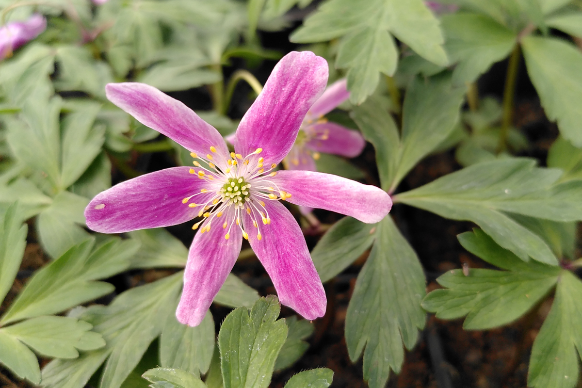 Anemone nemorosa 'Marie Rose'