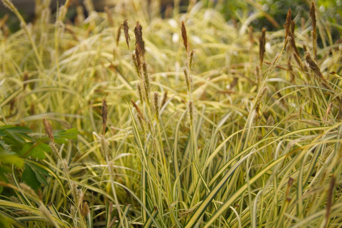 Carex oshimensis 'Evergold'
