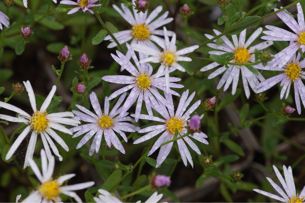 Aster pyrenaeus 'Lutetia' - Pyrenäen-Aster