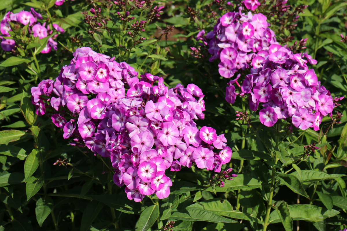 Phlox Paniculata-Hybr. 'Uspech'