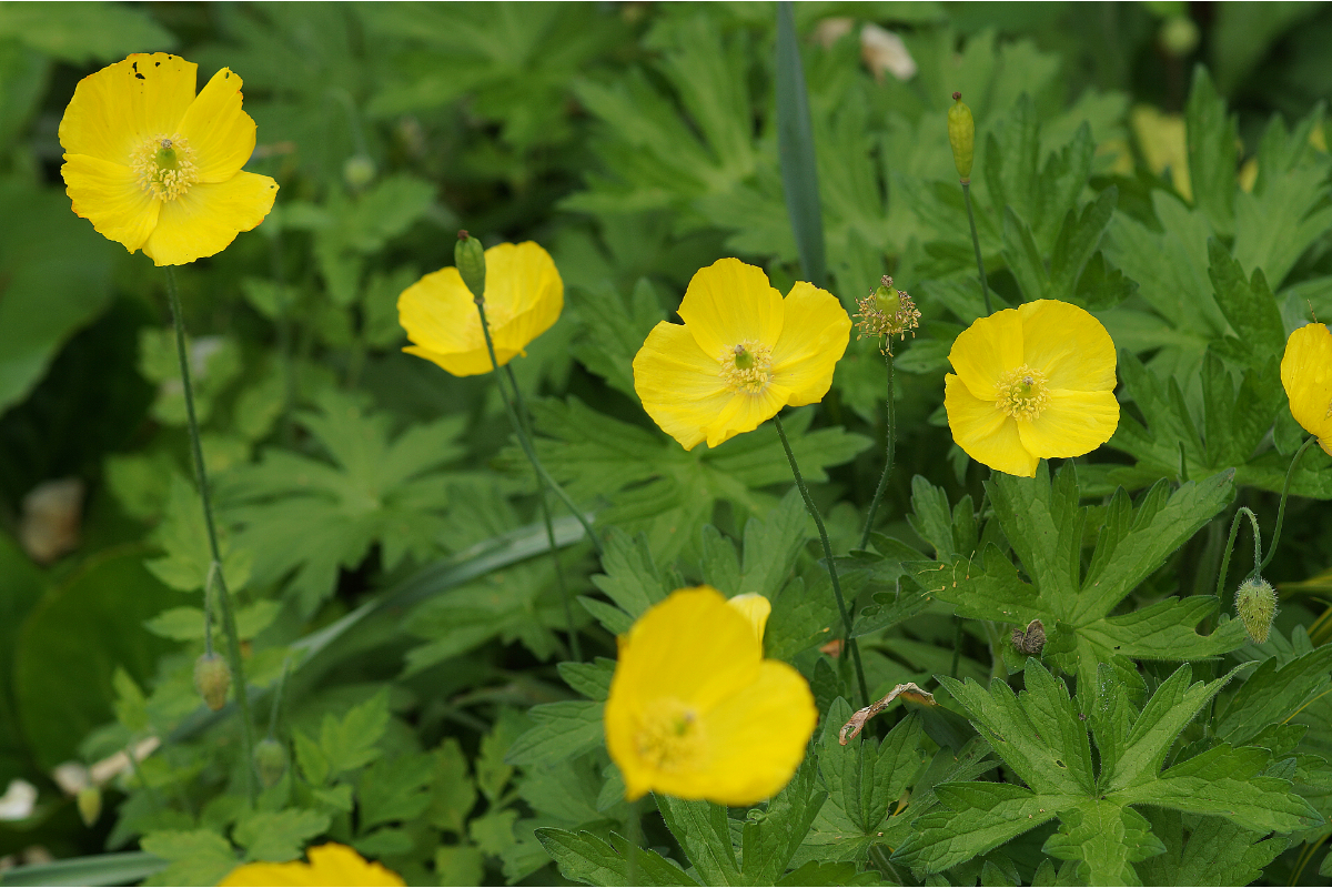 Meconopsis cambrica (Papaver cambricum) - Gelber Scheinmohn