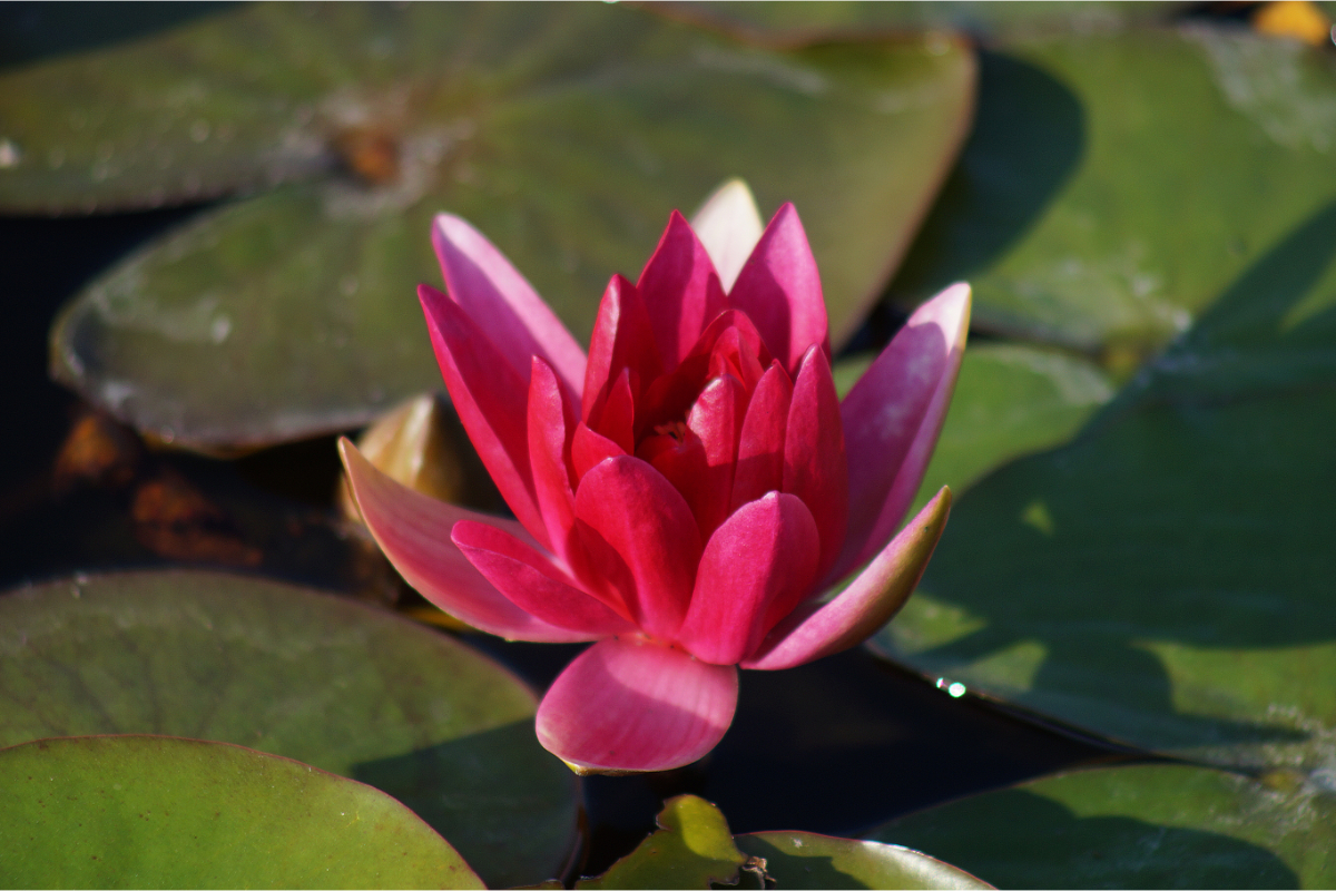 Nymphaea Hybride 'Escarboucle'