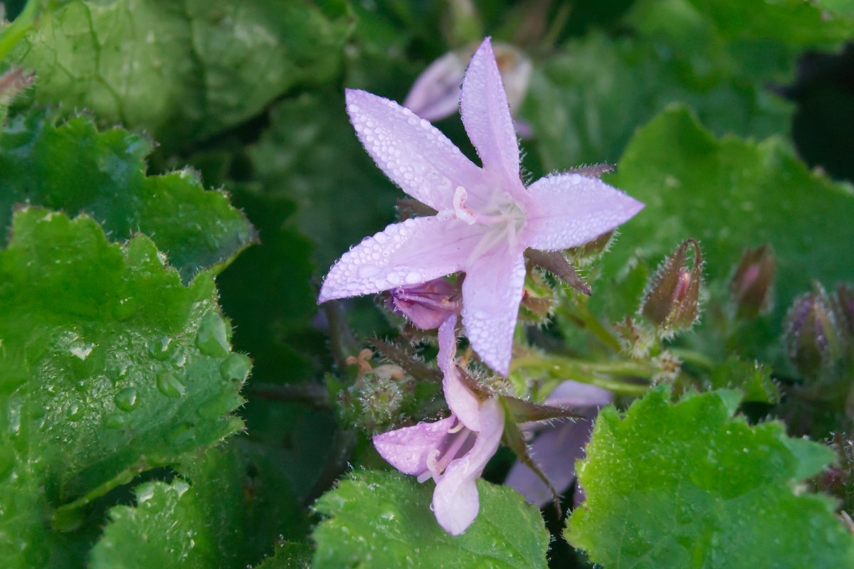 Campanula poscharskyana 'Lisduggan'