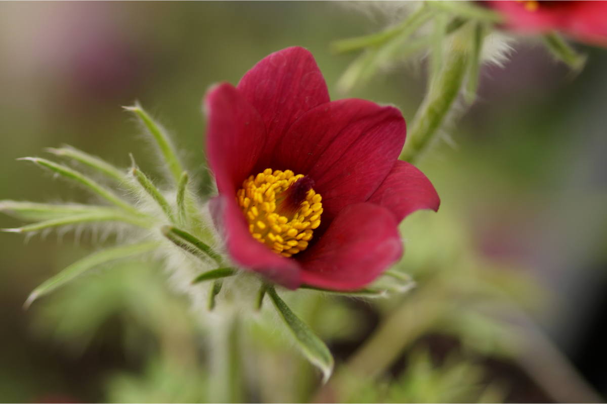 Pulsatilla vulgaris 'Röde Klokke' ('Rote Glocke') - Kuhschelle, Küchenschelle, Kuhglocke