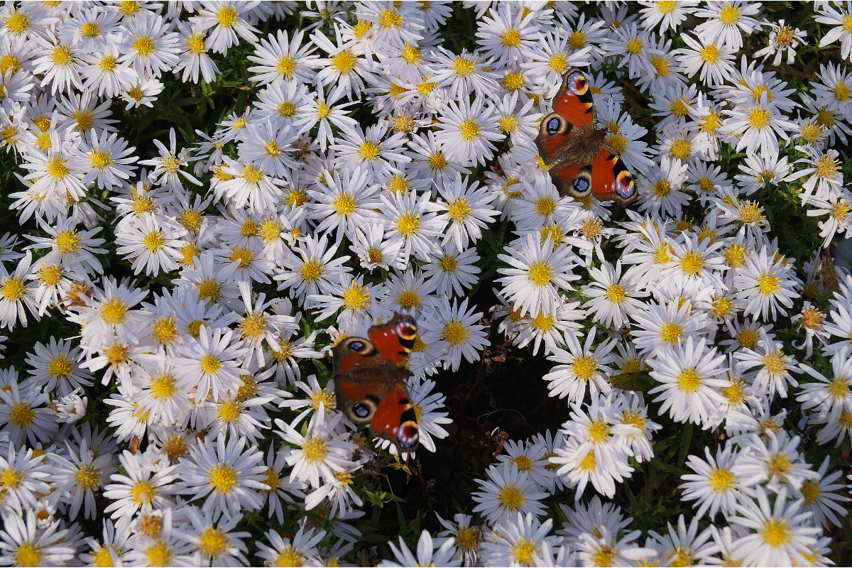 Aster Dumosus-Hybr. 'Apollo'