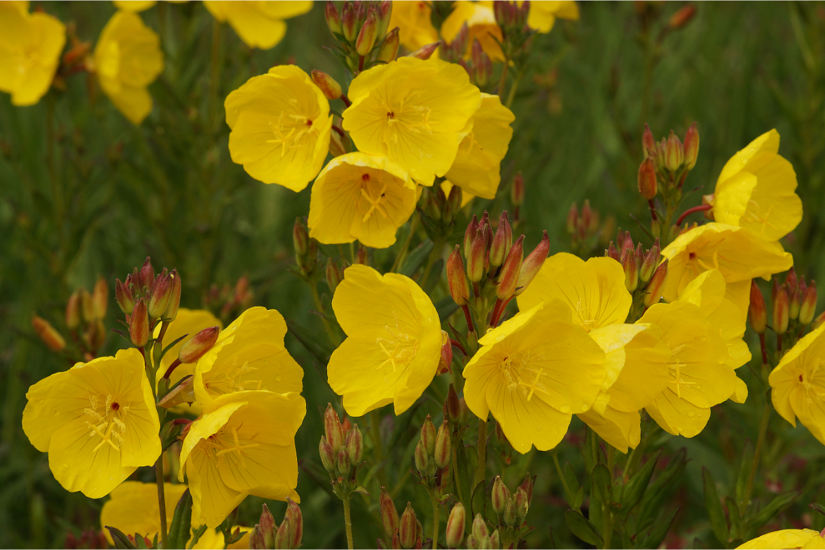 Oenothera fruticosa (tetragona) 'Hohes Licht' - Nachtkerze