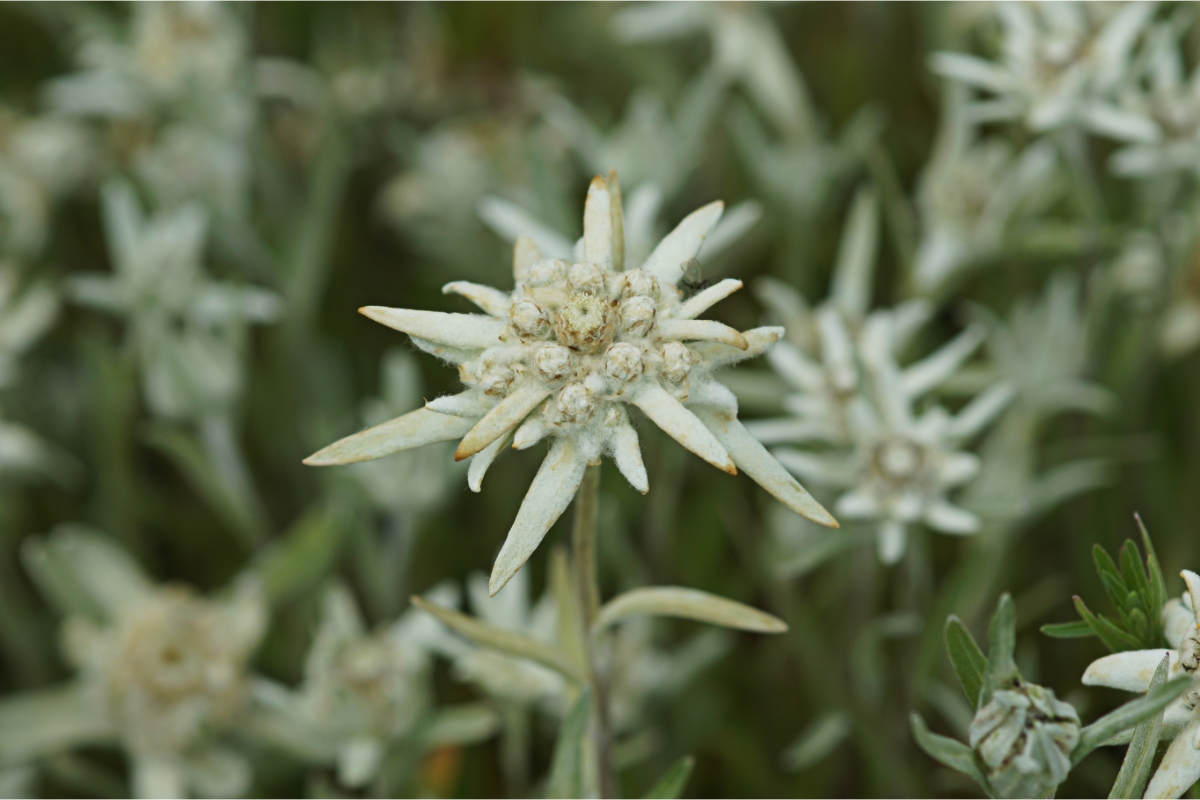 Leontopodium alpinum - Alpen-Edelweiß