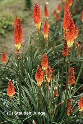 Kniphofia praecox (uvaria 'Grandiflora') - Fackellilie, Tritome