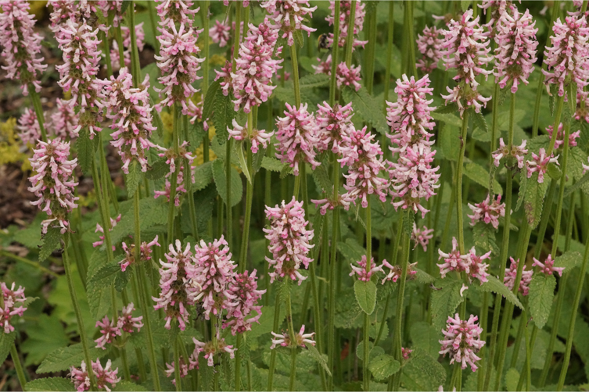 Betonica hirsuta 'Rosea' (Stachys monnieri 'Rosea') - Dichtblütiger Ziest