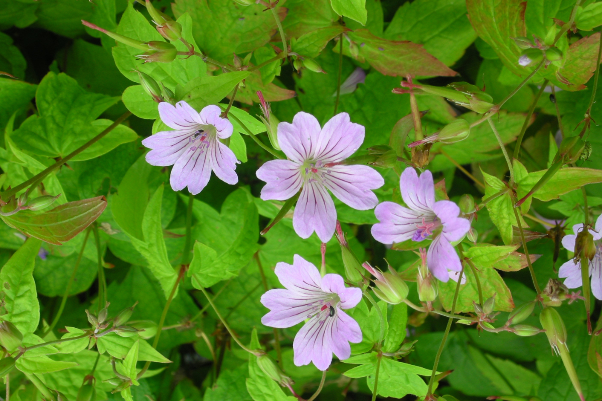 Geranium nodosum