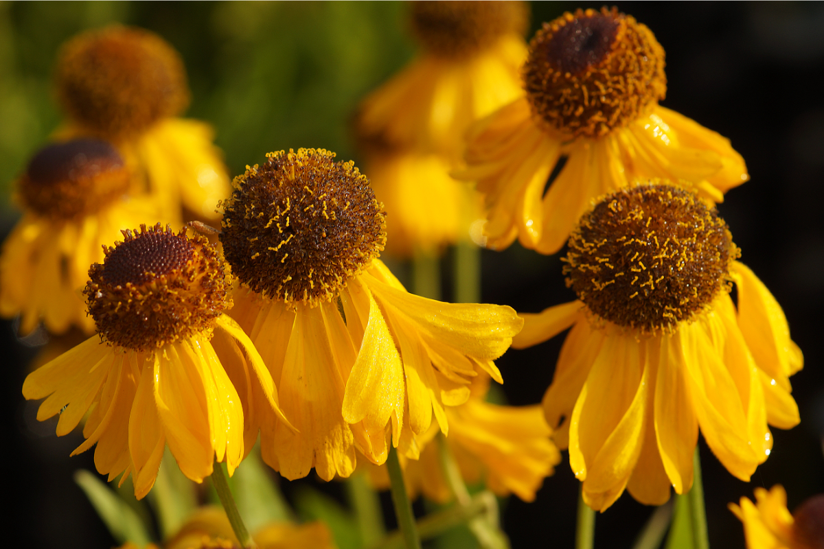 Helenium bigelovii 'The Bishop' ('Superbum')