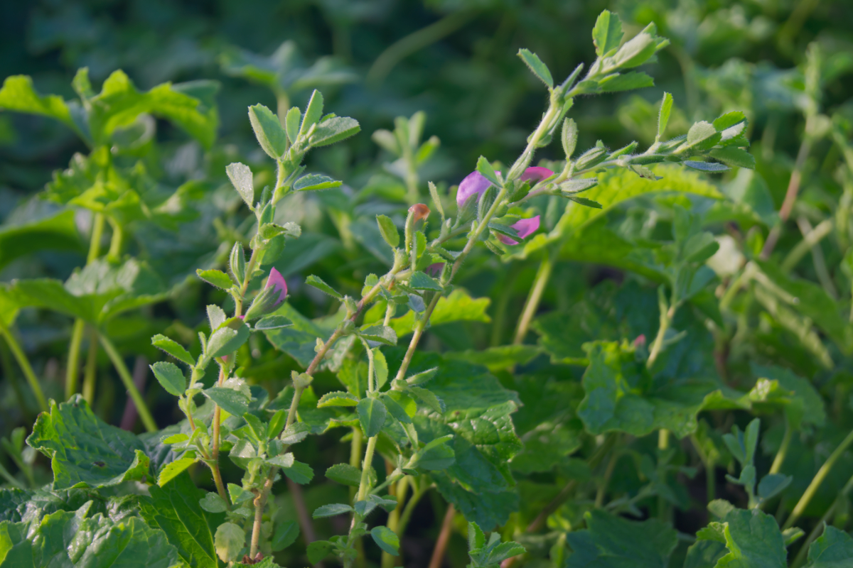 Ononis repens - Kriechende Hauhechel