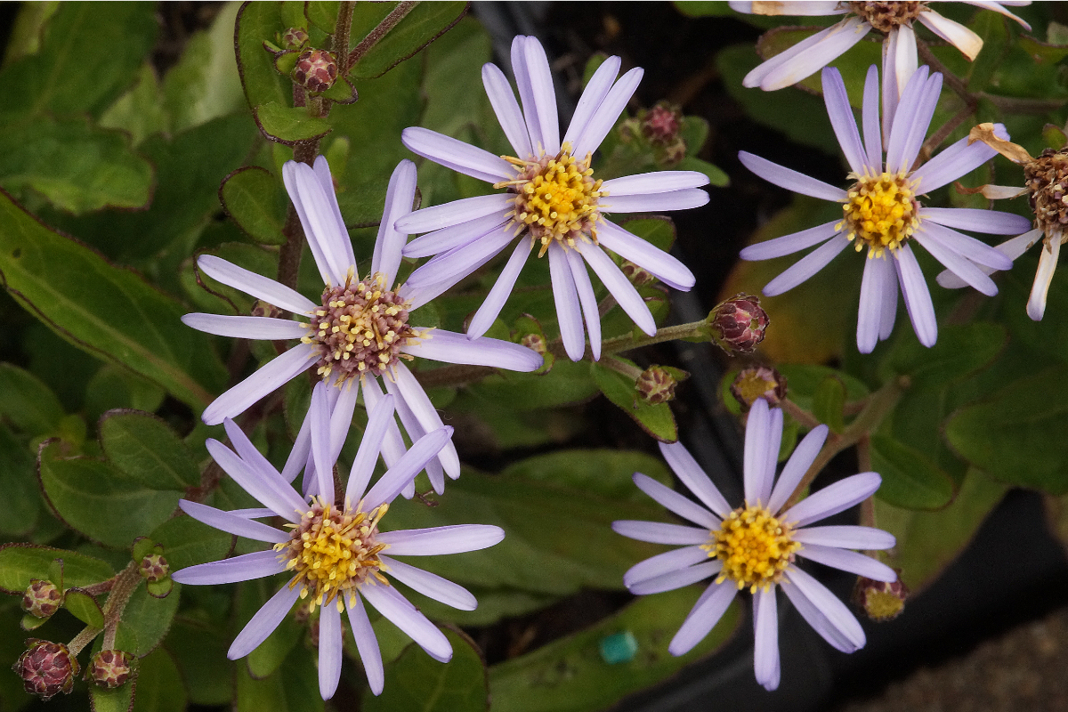 Aster ageratoides 'Adustus Nanus'